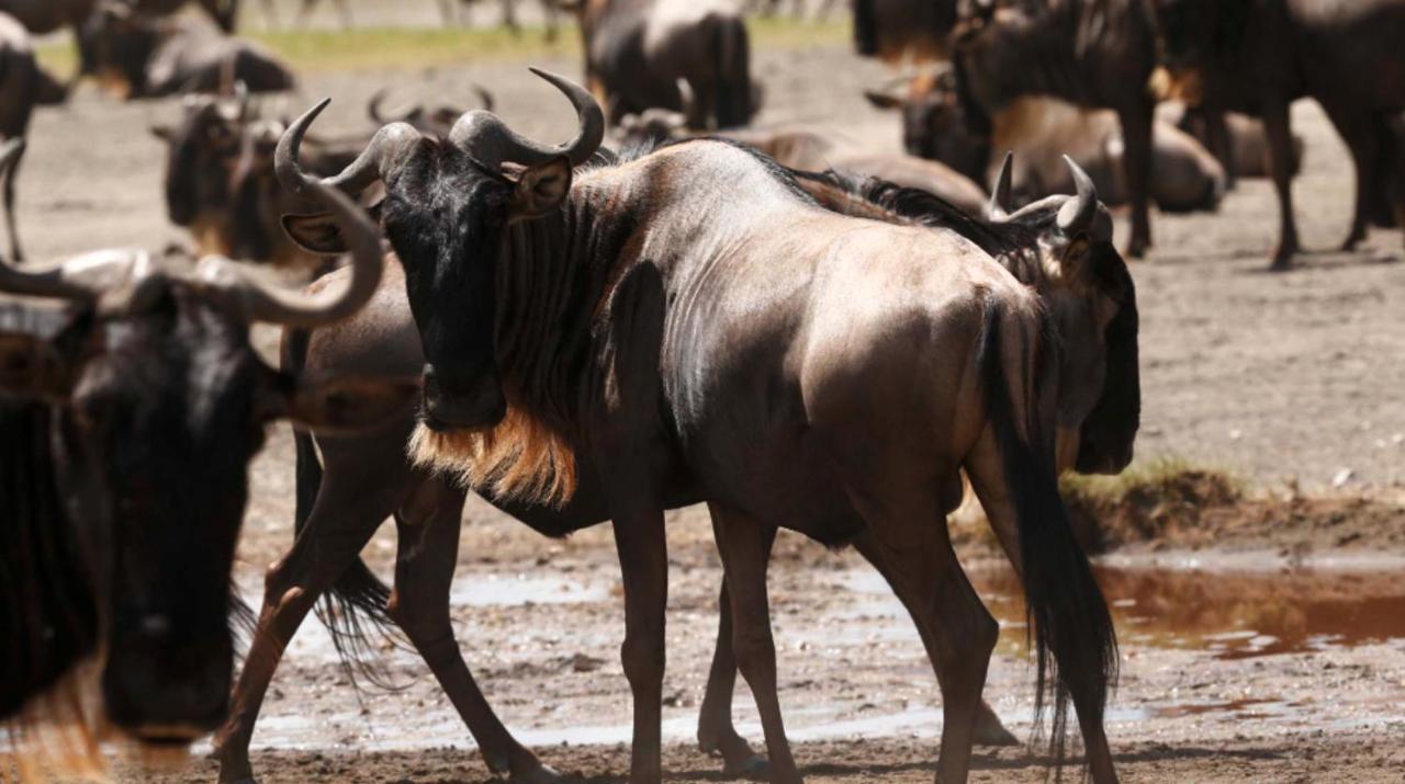 Wildlife Residence Tuvaila ภายนอก รูปภาพ